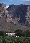 South Africa vineyard.